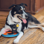 Airbnb Service Dog Policies - What Are the Rules_-2