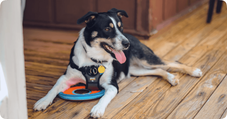 What is Airbnb’s Airbnb Service Animal Policy? Airbnb Service Dog Policies - What Are the Rules_-2