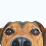 Airbnb Emotional Support Animal 3